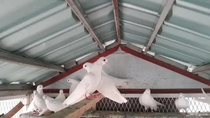 حمام صنعاني 5