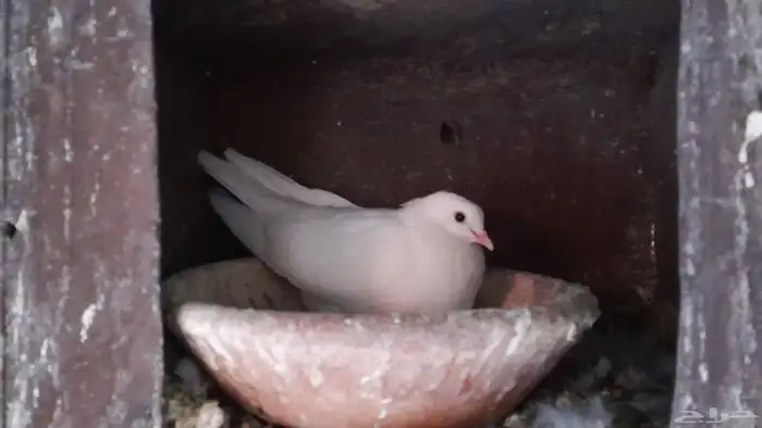 حمام صنعاني 4