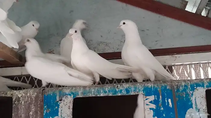 حمام صنعاني 6