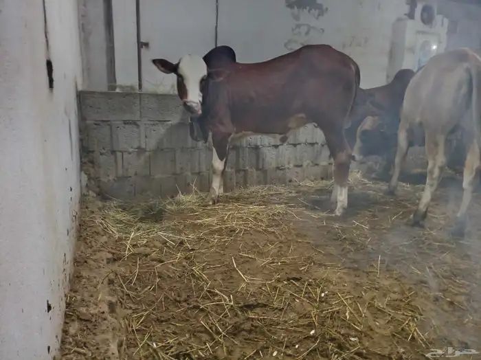 منطقة عسير آحد رفيدة بجوار ابها وخميس مشيط 1