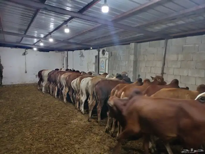 منطقة عسير آحد رفيدة بجوار ابها وخميس مشيط 3