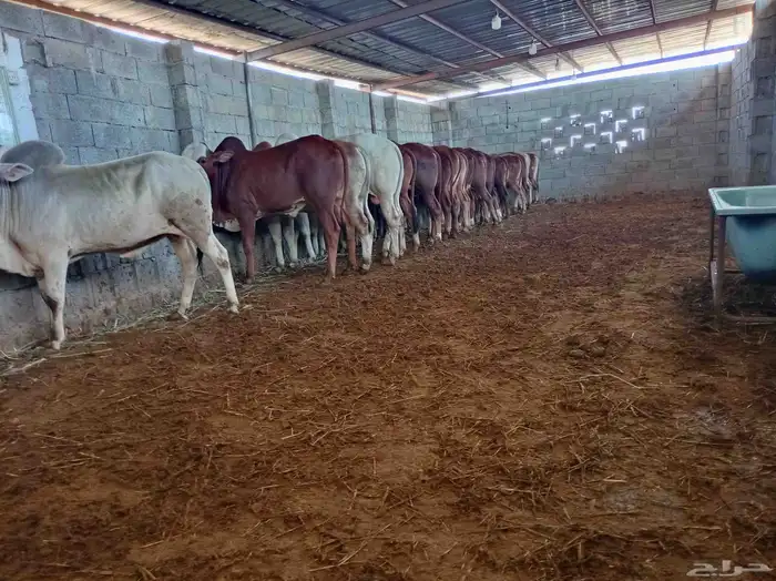 منطقة عسير آحد رفيدة بجوار ابها وخميس مشيط 2