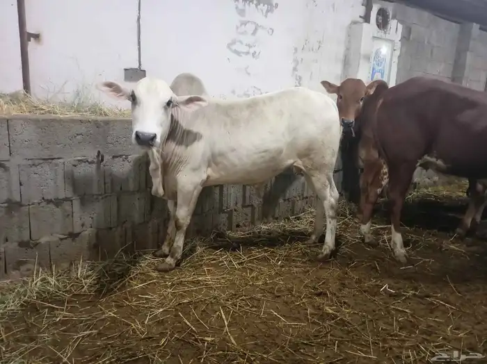 منطقة عسير آحد رفيدة بجوار ابها وخميس مشيط 0