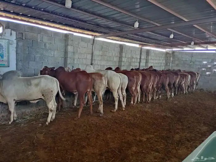 منطقة عسير آحد رفيدة بجوار ابها وخميس مشيط 4