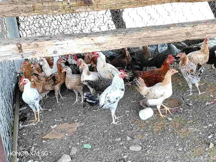 دجاج بلدي للبيع في العيدابي 1