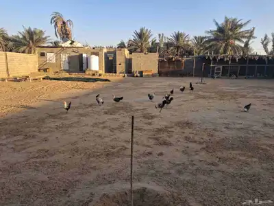 دجاج فيومي شبابي 0