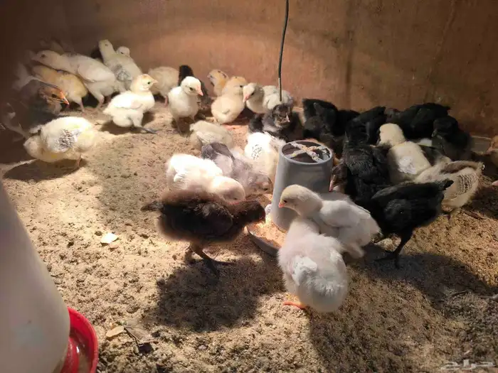 صوص بلدي ولوهمان 1