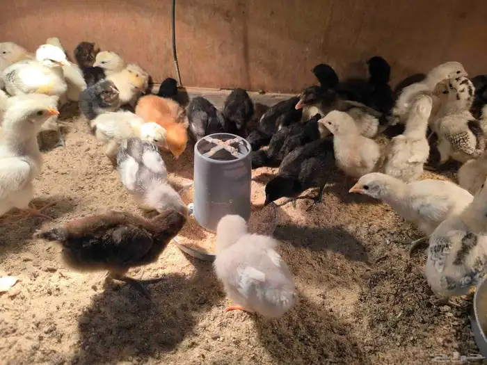 صوص بلدي ولوهمان 0