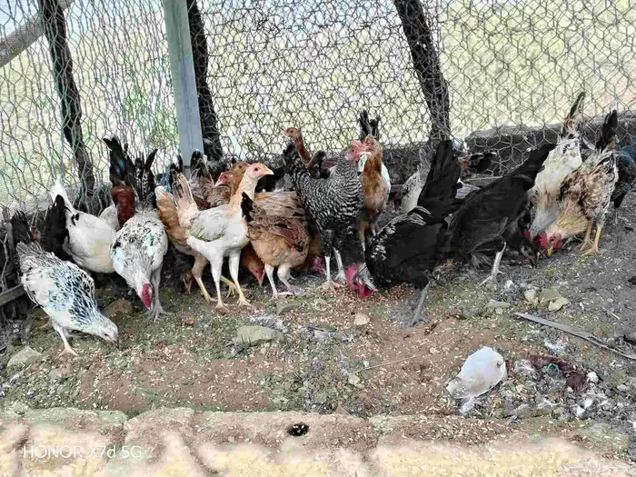 دجاج بلدي للبيع في العيدابي 0