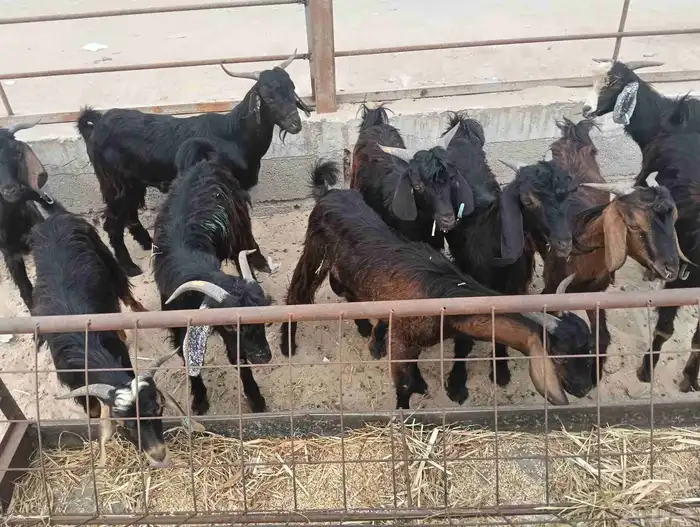 تيوس عارضي مستورد 3