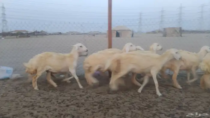 رخال حريات 3