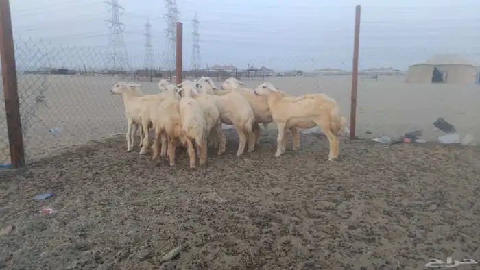 رخال حريات 4