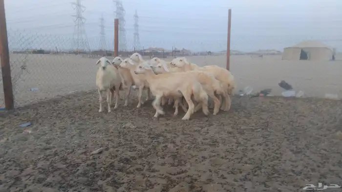 رخال حريات 1