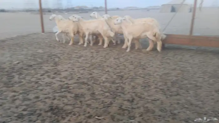 رخال حريات 2