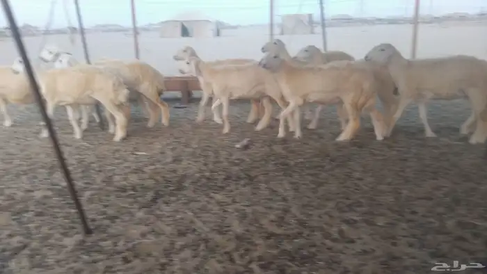 رخال حريات 0