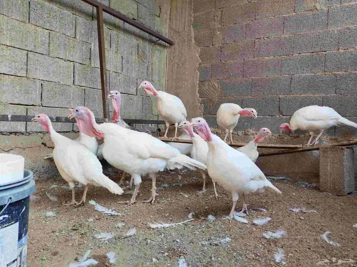 دجاج رومي للبيع 1