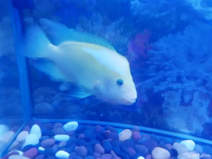 سمك الزينة المفترس 3