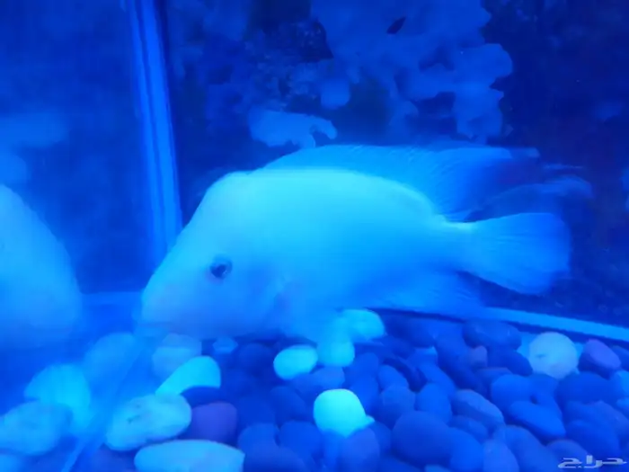 سمك الزينة المفترس 0