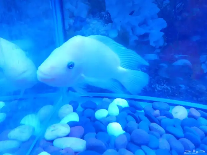 سمك الزينة المفترس 2