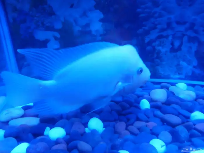 سمك الزينة المفترس 1