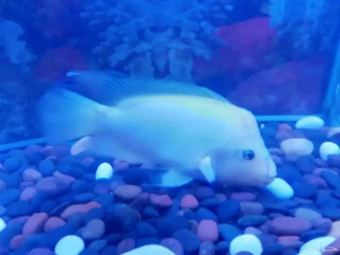 سمك الزينة المفترس 4