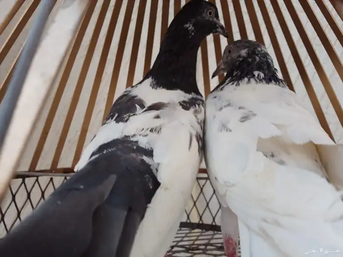 للبيع جوز حمام تركيب جديد 0