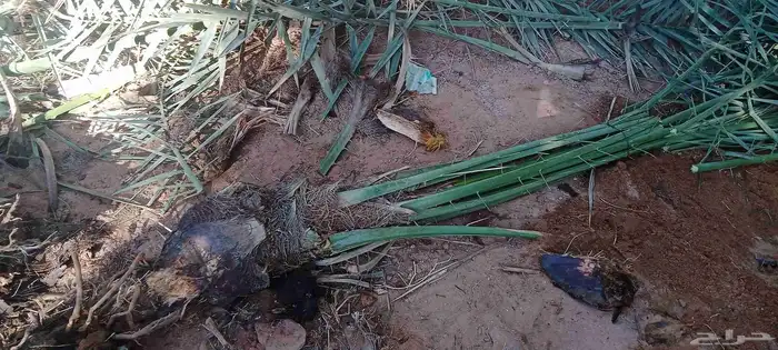 يوجد الدينا نخيل عربي البيع 1