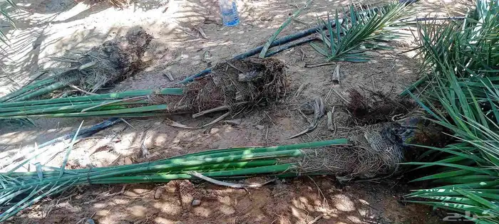 يوجد الدينا نخيل عربي البيع 2