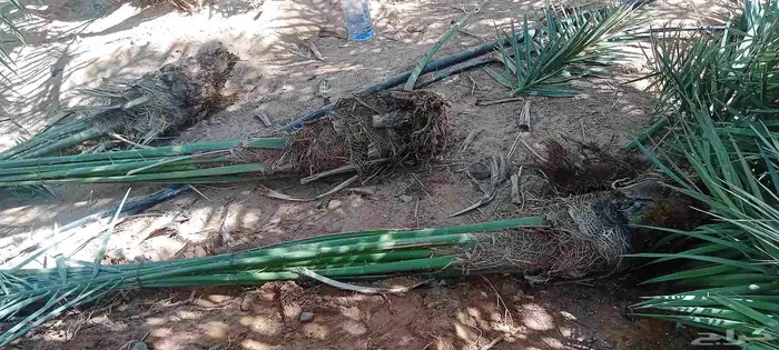 يوجد الدينا نخيل عربي البيع 4