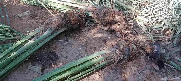 يوجد الدينا نخيل عربي البيع 7