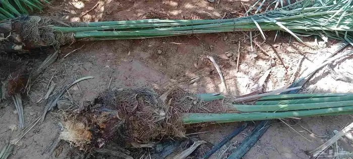 يوجد الدينا نخيل عربي البيع 6