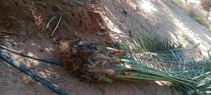 يوجد الدينا نخيل عربي البيع 8