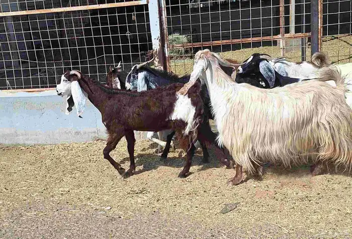 معزا مشاريك العدد 8 دفيع للقناي منايح 9