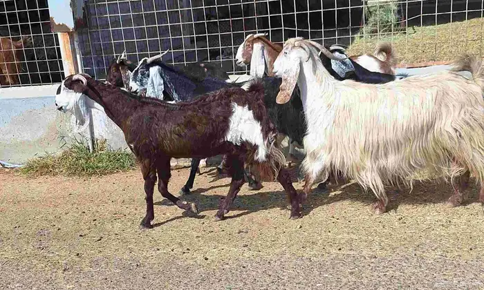 معزا مشاريك العدد 8 دفيع للقناي منايح 8