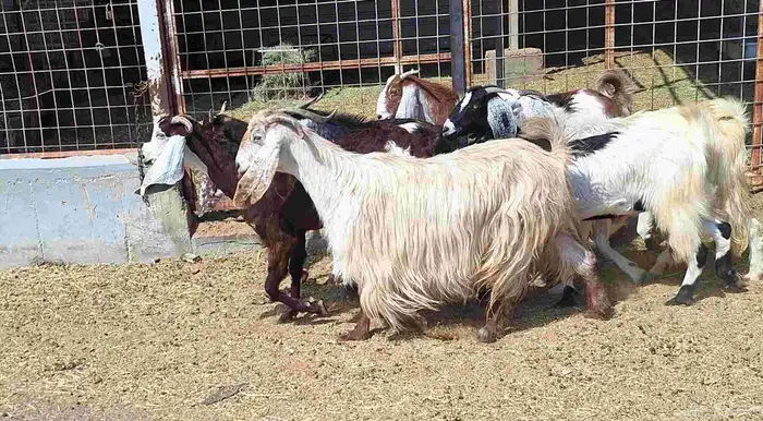 معزا مشاريك العدد 8 دفيع للقناي منايح 2