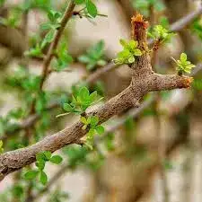 شتلات بشام  للييع 1