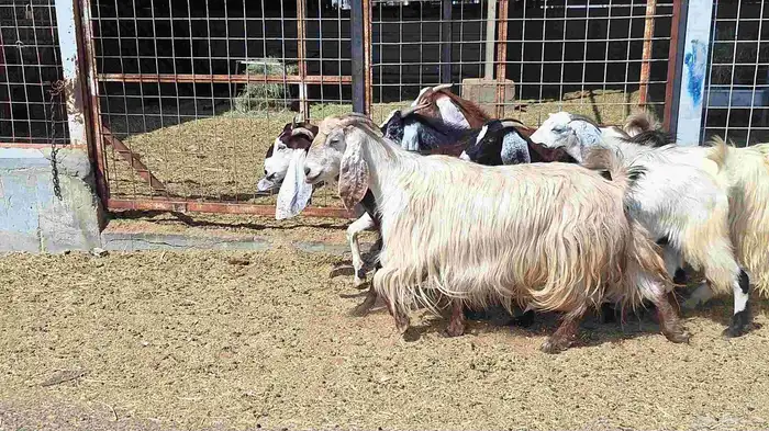 معزا مشاريك العدد 8 دفيع للقناي منايح 11