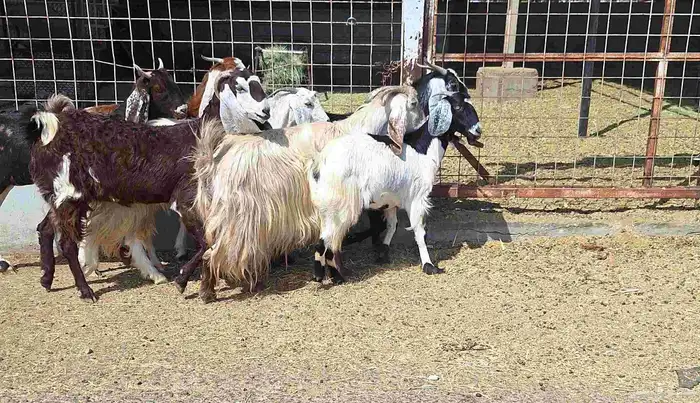 معزا مشاريك العدد 8 دفيع للقناي منايح 12