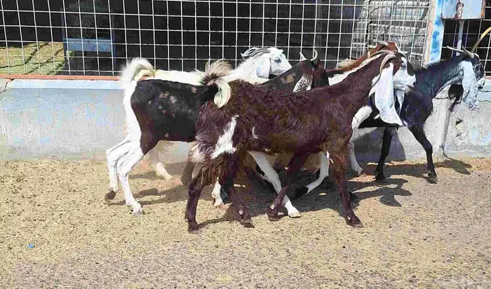 معزا مشاريك العدد 8 دفيع للقناي منايح 14