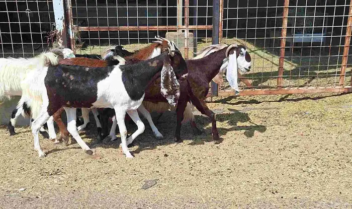 معزا مشاريك العدد 8 دفيع للقناي منايح 6