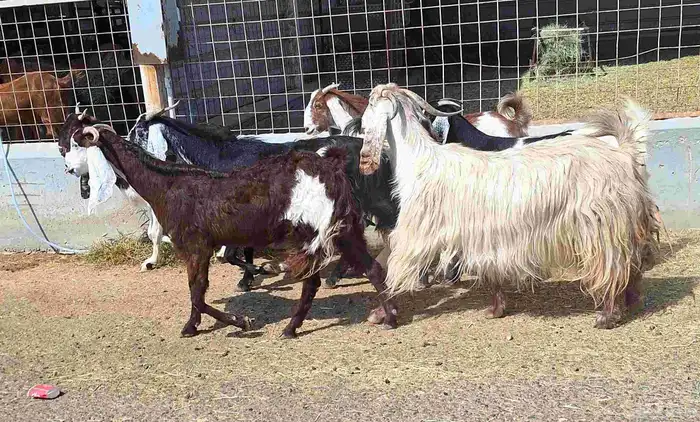 معزا مشاريك العدد 8 دفيع للقناي منايح 7