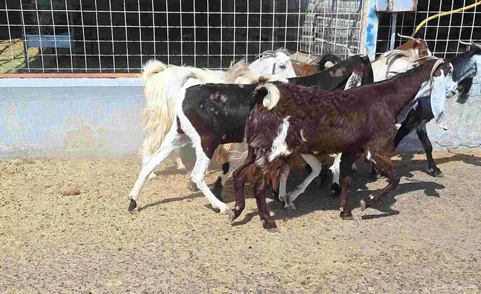 معزا مشاريك العدد 8 دفيع للقناي منايح 10