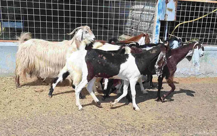 معزا مشاريك العدد 8 دفيع للقناي منايح 3