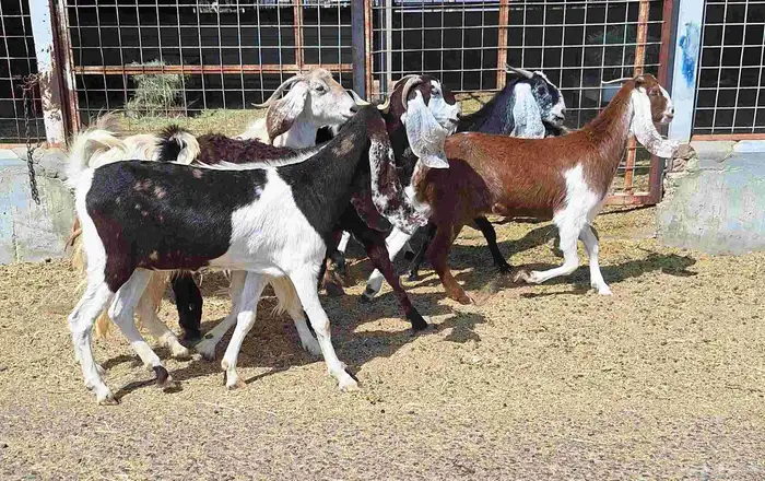 معزا مشاريك العدد 8 دفيع للقناي منايح 15