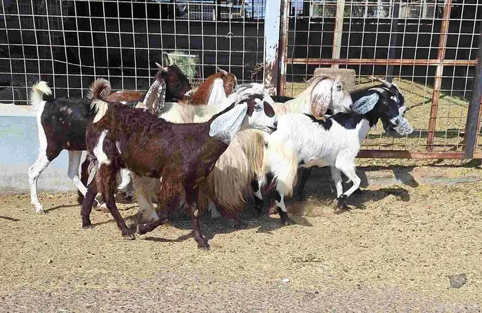 معزا مشاريك العدد 8 دفيع للقناي منايح 13