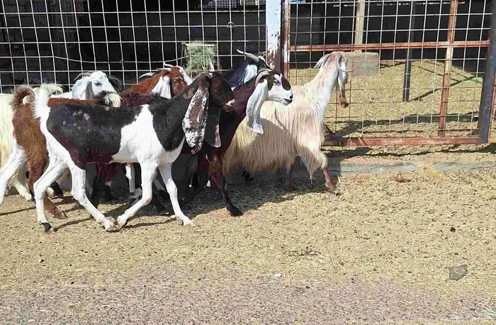 معزا مشاريك العدد 8 دفيع للقناي منايح 5