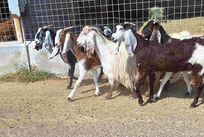 معزا مشاريك العدد 8 دفيع للقناي منايح 0