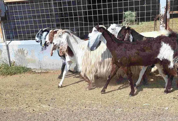 معزا مشاريك العدد 8 دفيع للقناي منايح 19