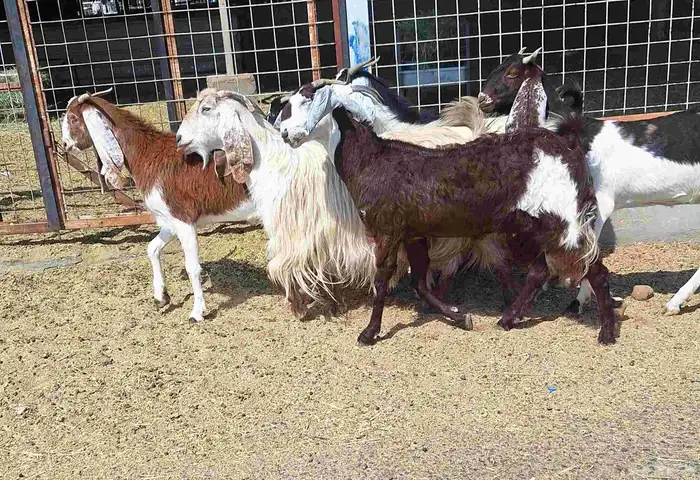 معزا مشاريك العدد 8 دفيع للقناي منايح 21