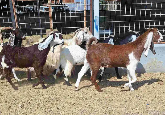 معزا مشاريك العدد 8 دفيع للقناي منايح 17